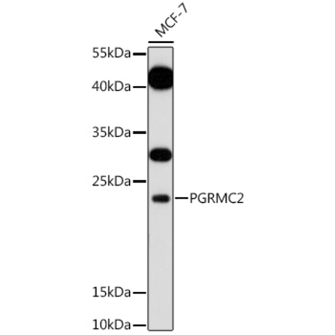 PGRMC2 Rabbit Polyclonal Antibody