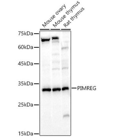PIMREG Rabbit Polyclonal Antibody