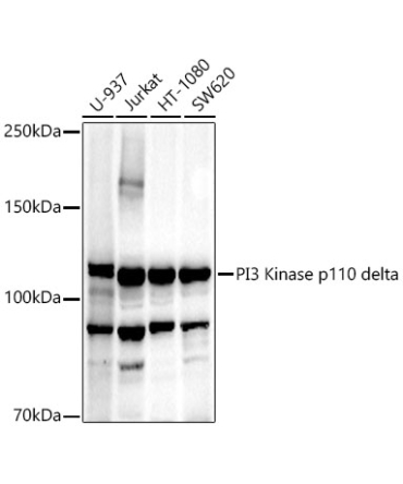 PI3 Kinase p110 delta Rabbit Polyclonal Antibody