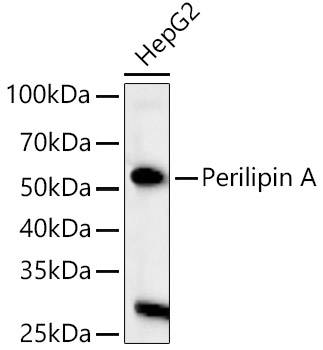 Perilipin A Rabbit Polyclonal Antibody