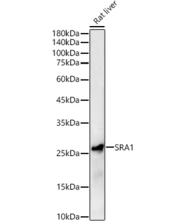 SRA1 Rabbit Polyclonal Antibody