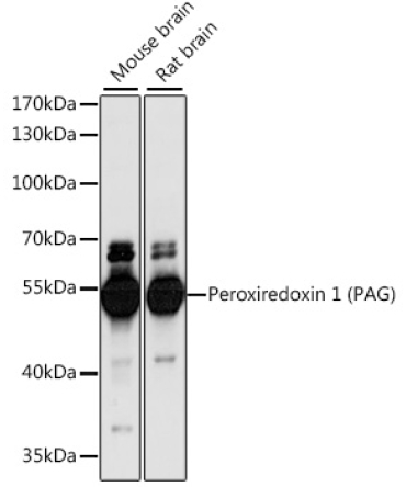 Peroxiredoxin 1 (PAG) Rabbit Polyclonal Antibody