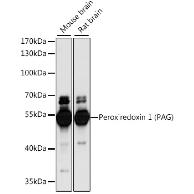 Peroxiredoxin 1 (PAG) Rabbit Polyclonal Antibody