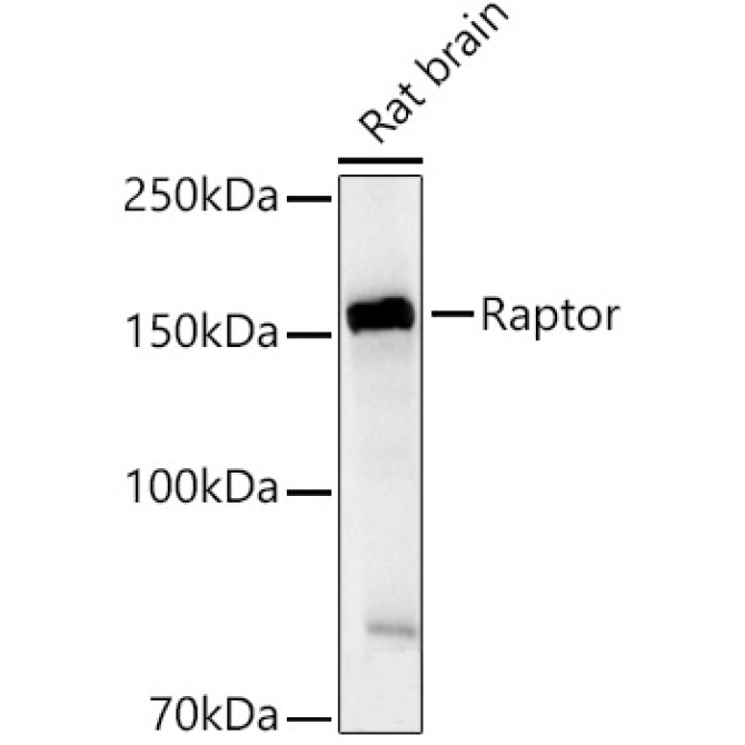 Raptor Rabbit Polyclonal Antibody