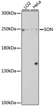 SON Rabbit Polyclonal Antibody