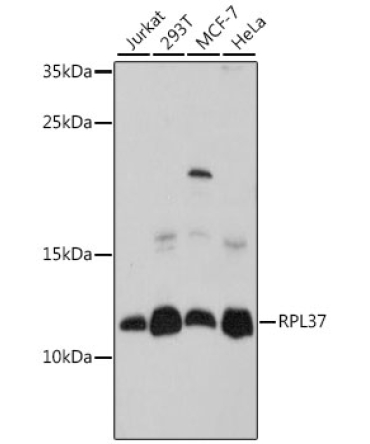 RPL37 Rabbit Polyclonal Antibody