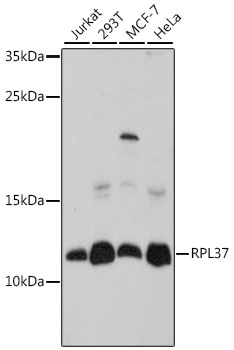 RPL37 Rabbit Polyclonal Antibody