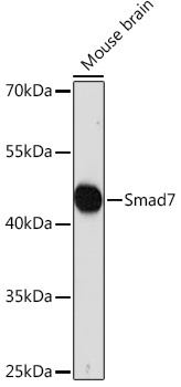 Smad7 Rabbit Polyclonal Antibody