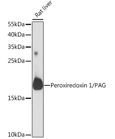 Peroxiredoxin 1/PAG Rabbit Polyclonal Antibody