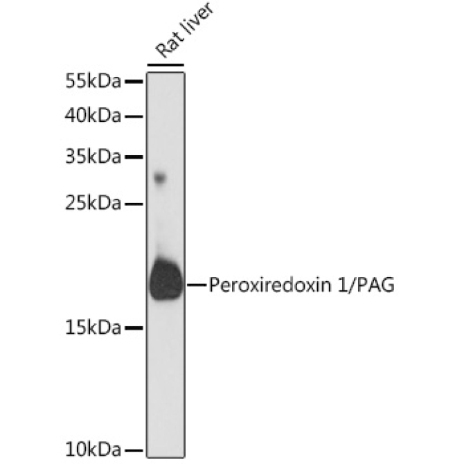 Peroxiredoxin 1/PAG Rabbit Polyclonal Antibody