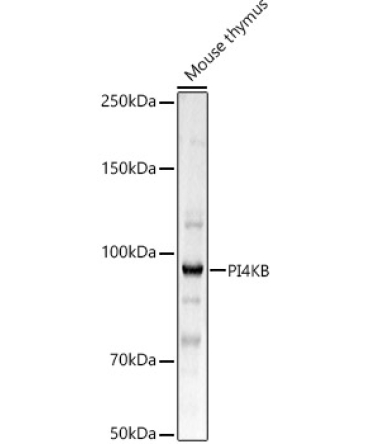 PI4KB Rabbit Polyclonal Antibody