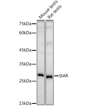 StAR Rabbit Polyclonal Antibody