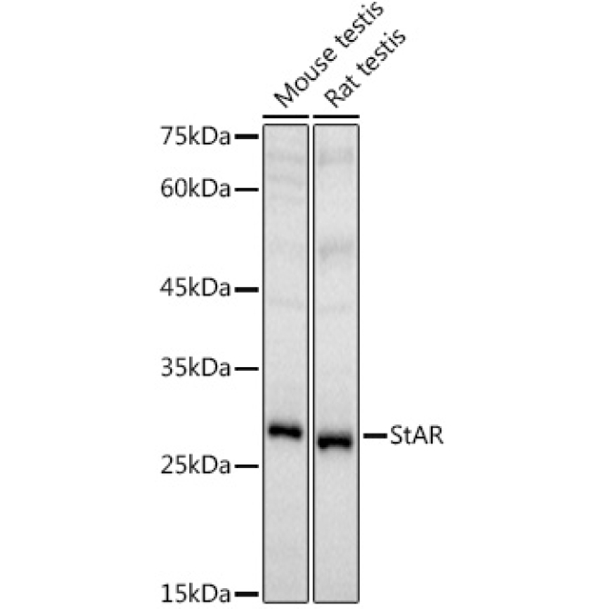 StAR Rabbit Polyclonal Antibody