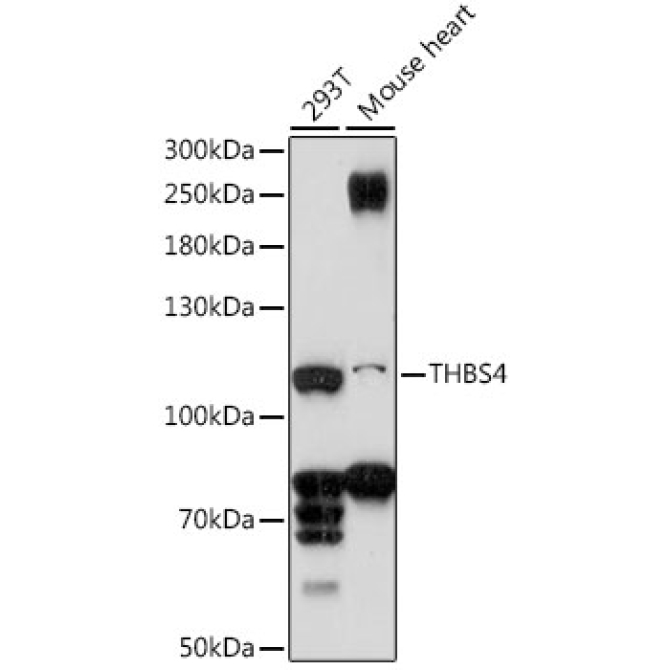 THBS4 Rabbit Polyclonal Antibody