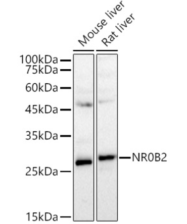SHP/NR0B2 Rabbit Polyclonal Antibody