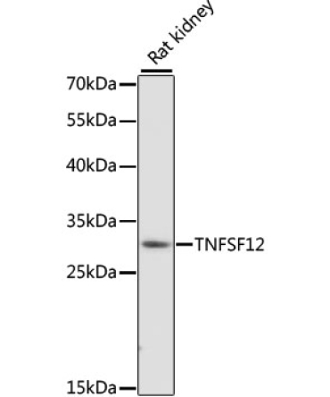 TNFSF12 Rabbit Polyclonal Antibody