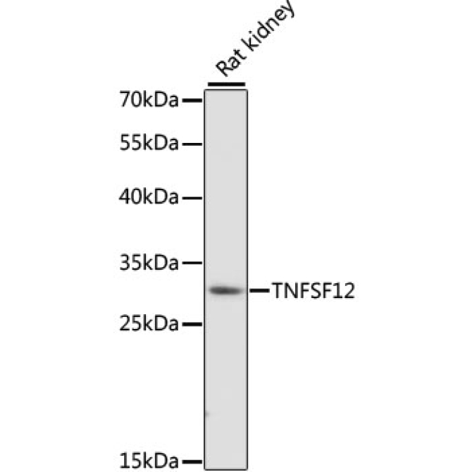 TNFSF12 Rabbit Polyclonal Antibody