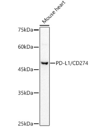 PD-L1/CD274 Rabbit Polyclonal Antibody
