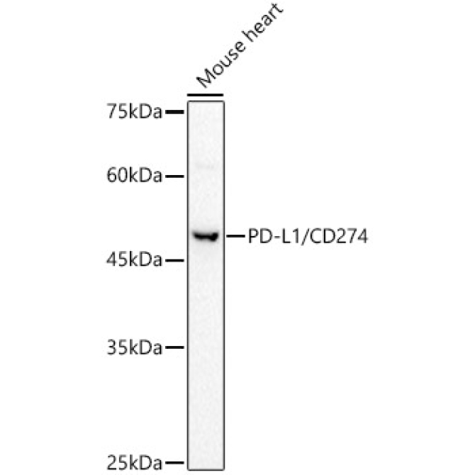 PD-L1/CD274 Rabbit Polyclonal Antibody