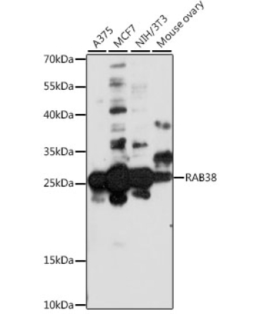 RAB38 Rabbit Polyclonal Antibody