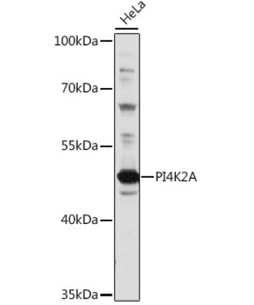 PI4K2A Rabbit Polyclonal Antibody