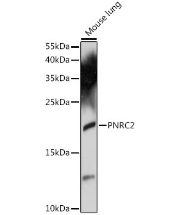 PNRC2 Rabbit Polyclonal Antibody