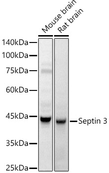 Septin 3 Rabbit Polyclonal Antibody