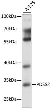 PDSS2 Rabbit Polyclonal Antibody