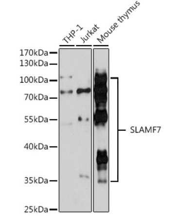 SLAMF7 Rabbit Polyclonal Antibody