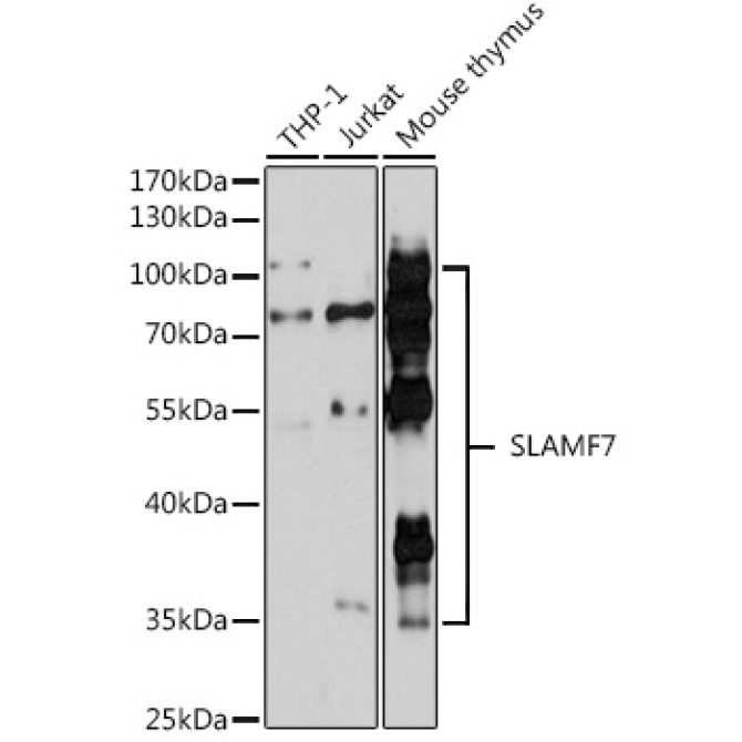 SLAMF7 Rabbit Polyclonal Antibody