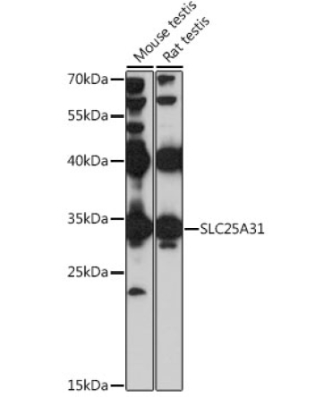 SLC25A31 Rabbit Polyclonal Antibody