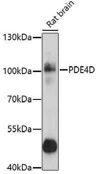 PDE4D Rabbit Polyclonal Antibody