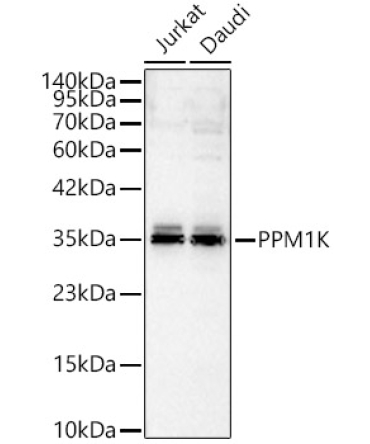PPM1K Rabbit Polyclonal Antibody
