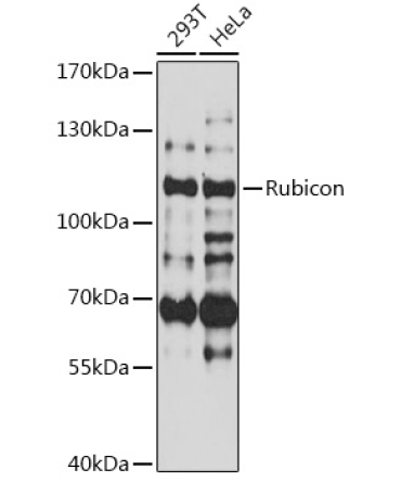 Rubicon Rabbit Polyclonal Antibody