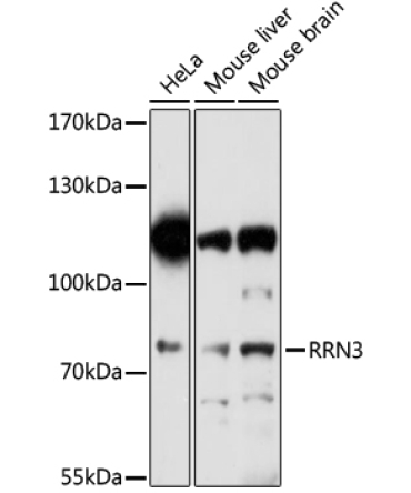 RRN3 Rabbit Polyclonal Antibody