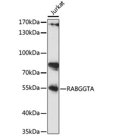 RABGGTA Rabbit Polyclonal Antibody
