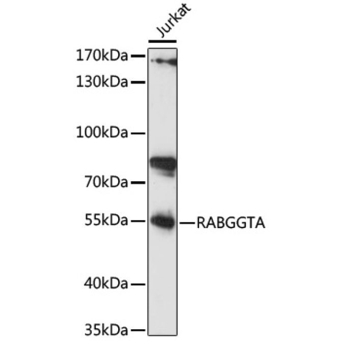 RABGGTA Rabbit Polyclonal Antibody