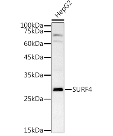 SURF4 Rabbit Polyclonal Antibody