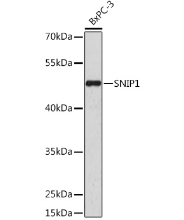SNIP1 Rabbit Polyclonal Antibody