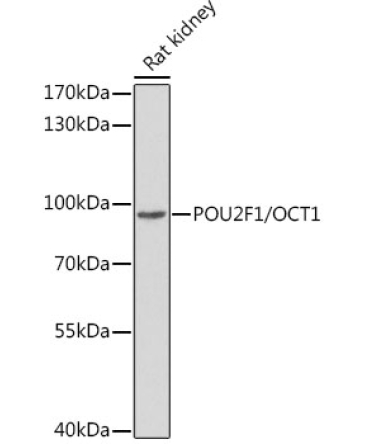 POU2F1/OCT1 Rabbit Polyclonal Antibody