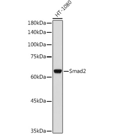 Smad2 Rabbit Polyclonal Antibody