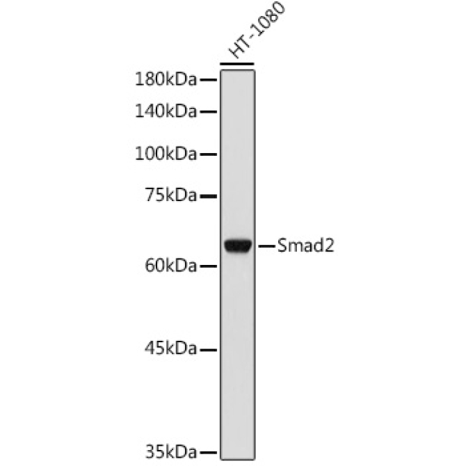 Smad2 Rabbit Polyclonal Antibody