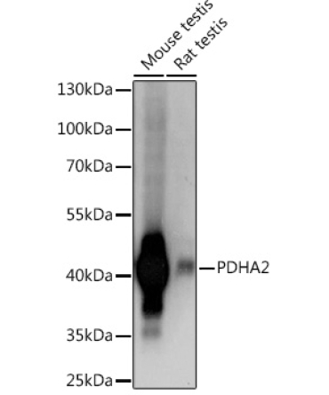 PDHA2 Rabbit Polyclonal Antibody