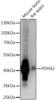 PDHA2 Rabbit Polyclonal Antibody