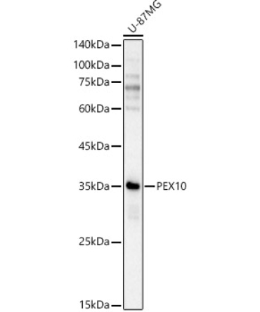 PEX10 Rabbit Polyclonal Antibody