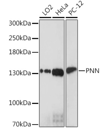 PNN Rabbit Polyclonal Antibody