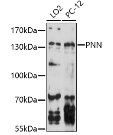 PNN Rabbit Polyclonal Antibody