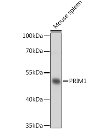 PRIM1 Rabbit Polyclonal Antibody