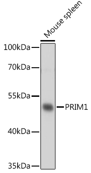 PRIM1 Rabbit Polyclonal Antibody