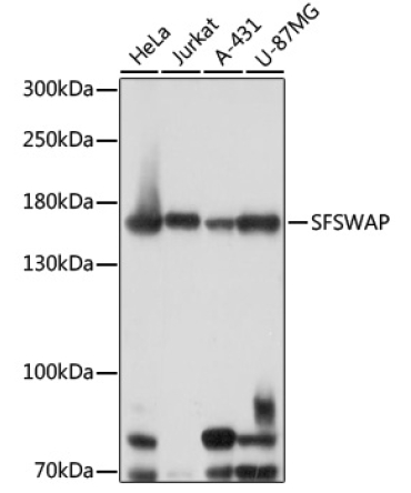 SFSWAP Rabbit Polyclonal Antibody